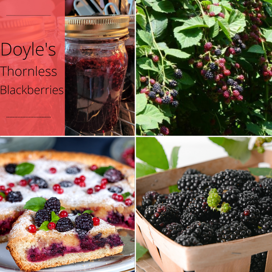 Doyle's Thornless Blackberry