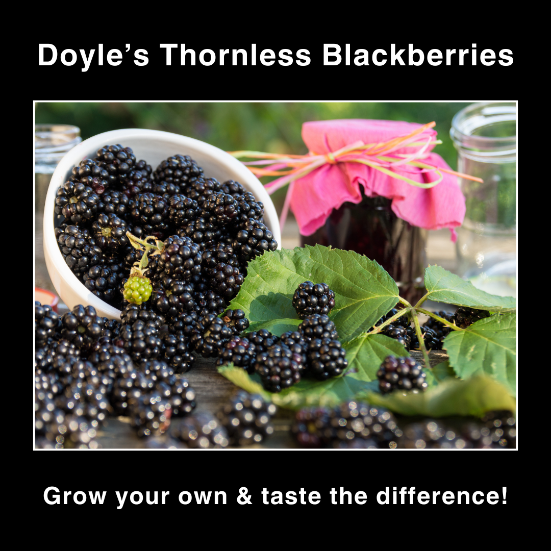 Doyle's Thornless Blackberries