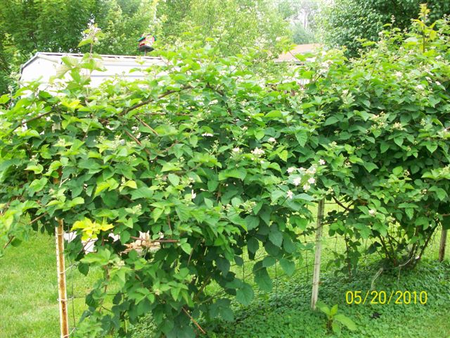 Doyle's Thornless Blackberry Plants