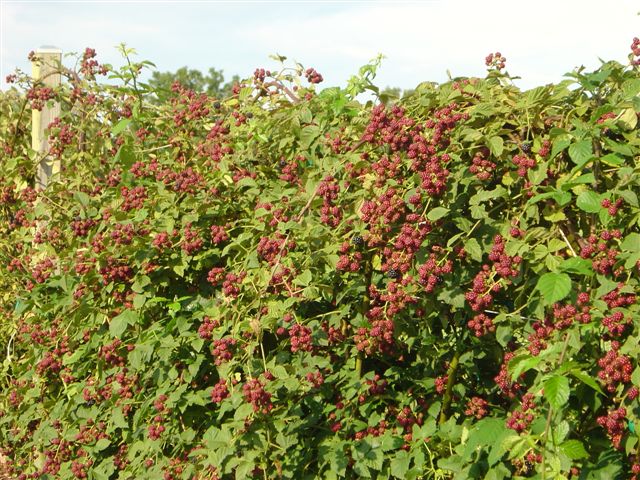 Doyle's Thornless Blackberry Plants