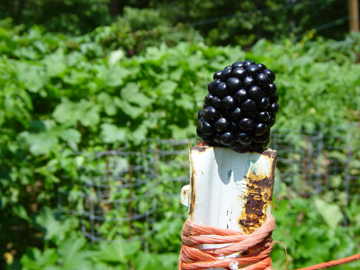 Doyle's Thornless Blackberry Plants