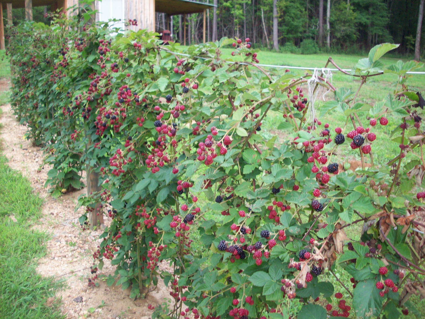 Doyle's Thornless Blackberry Plants